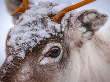 KUZEY`İN IŞIKLI KIŞ MASALI LAPLAND (4 gün 3 gece)