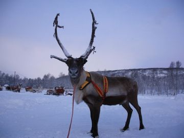 KUZEY`İN IŞIKLI KIŞ MASALI LAPLAND KAMPANYA (4 gün 3 gece)