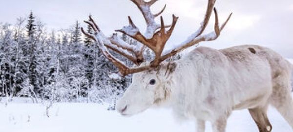 KUZEY`İN IŞIKLI KIŞ MASALI LAPLAND KAMPANYA (5 gün 4 gece)