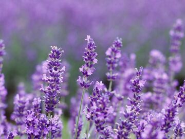 LAVANTA TARLALARI SALDA GÖLÜ TURU