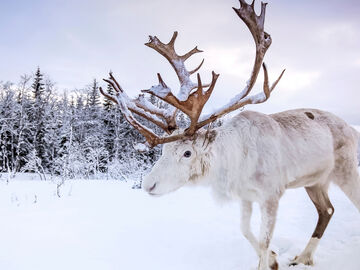 KUZEY`İN BÜYÜLÜ IŞIKLARINA YOLCULUK LAPLAND KAMPANYA 4 GECE PARK HOTEL