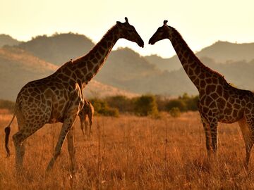 GÜNEY AFRİKA SERÜVENİ