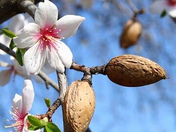 BADEM ÇİÇEĞİ  DATÇA TURU