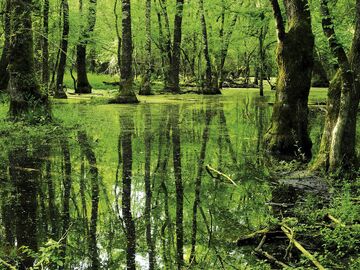 EDİRNE İĞNEADA LONGOZ ORMANLARI TURU (1 GECE KONAKLAMA)