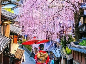 JAPONYA SAKURA ZAMANI
